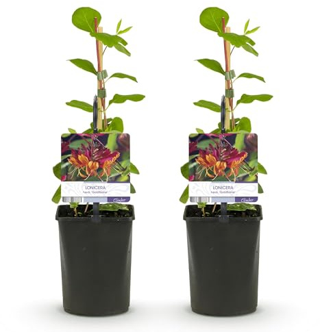 GreenboutiQ - Geißblatt - Lonicera heckrottii Goldflame - Blüten Rosa mit Gelb - wenig Pflege - 2 Pflanzen - Topf 11cm Höhe 40cm