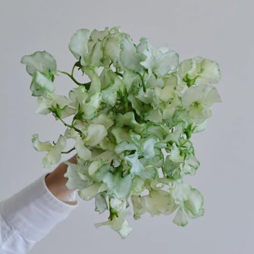 wicken schnittblumen pflanzendeko indoor kräutergarten balkonpflanze exotische zimmerpflanzen duftwicke wildblumen balkonblumen gewächshaus balkon wildkräuter hängepflanzen winterhart 120samen