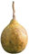 Bengalische Quitte (Aegle marmelos) 10 Samen -Leicht Winterhart bis - 5 Crad-