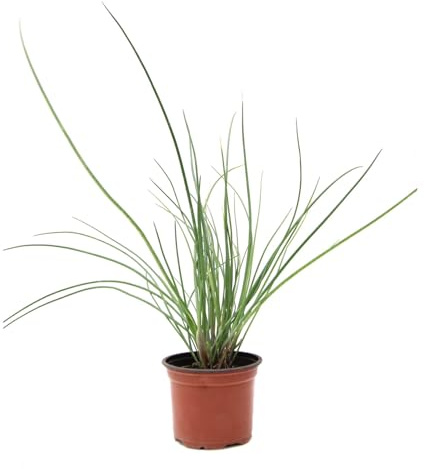 Cebollino Davo |DECOALIVE | Planta Natural |Allium Schoenoprasum | Planta Aromática