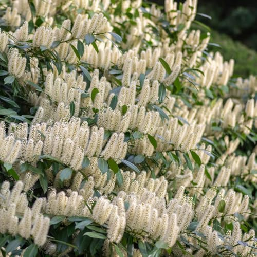 semillas de laurel cereza - balcón resistentes invierno decorativas invierno jardín oficina rocas 30pcs