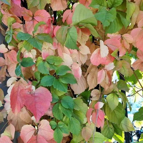 Wilder Wein exotische zimmerpflanzen kräutersamen winterharte balkonpflanzen kräuterpflanzen pflanzendeko dachbegrünung grünpflanzen steingartenpflanzen büropflanzen kräutergarten 50samen
