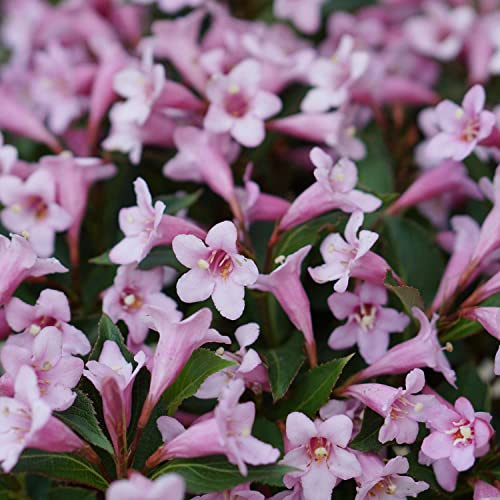 GARTEN SCHLÜTER® Zwerg-Weigelie 'Pink Poppet' Weigela florida hellrosa | Blüten von April bis Mai