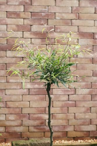 Fagus sylvatica 'Mercedes' 40-60 cm – Winterhart, Mehrjährig, Pflegeleicht – Rotbuche – Heckenpflanze für Garten & Sichtschutz