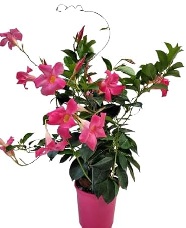Mandevilla Trepadora Rosa Planta con Floración Natural y Elegante