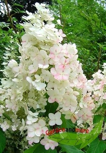 Rispen Hortensie Unique, weiß-rosa Strauchhortensie, blüht spät und lange 60-80