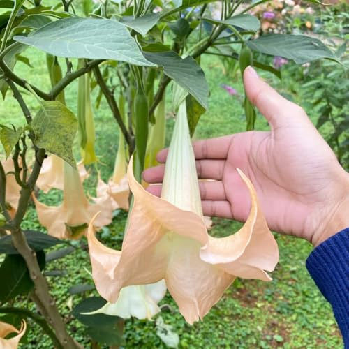 EngelstrompetePflanzeSamen、gartendeko für draußen、Farbenprächtige balkonpflanzen、garten geschenke für gartenliebhaber 300pcs
