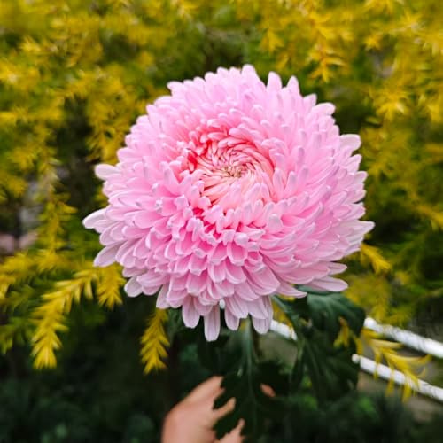 semillas de crisantemo resistentes - cubresuelos para balcones para jardín decorativas 350pcs