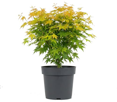 Bloomique - Acer palmatum 'Orange Dream' - Érable du Japon - Plante de Jardin - Rustique - Hauteur 50-70 cm - Pot 19 cm