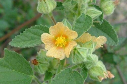 20 SEMI DI SIDA CORDIFOLIA