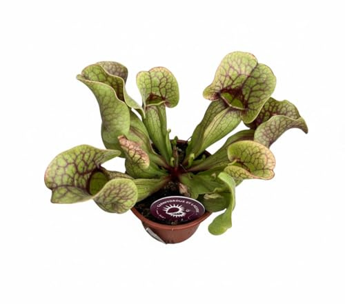 Pianta di Sarracenia su vaso cm 9 pianta carnivora