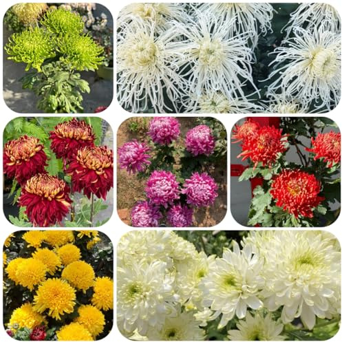 semi di crisantemo resistenti - crisantemo - aiuole rialzate, ombra decorazione da giardino per esterni, tappeto to perenne resistente 100pcs