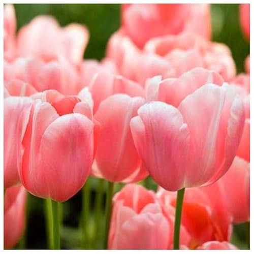 Set Tulpen Farbe zur Auswahl Rot Hellrosa Rosa Gelb Blau Gelb-Rot Weiß Weiß -Rot Zwiebeln Onion Knollen winterhart mehrjährig Tulpe Tulpenzwiebeln 50 Stk. (Hellrosa)