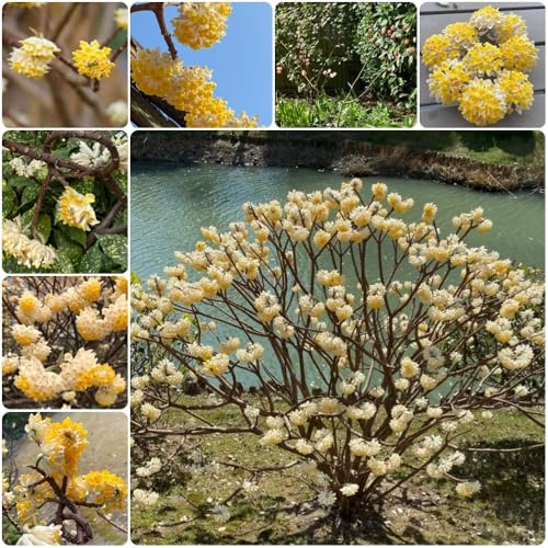Semi di Edgeworthia, vecchie varietà Edgeworthia chrysantha resistenti per il giardino decorazione da giardino per esterni regali 150pcs