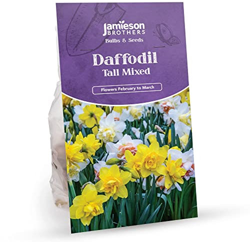 Jamieson Brothers® Tall Mixed Daffodil Bulbs – 20-Pack of Vibrant Daffodils for Planting in Gardens, Borders & Flowerbeds – Perfect for Stunning Spring Blooms
