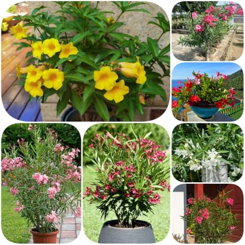 semillas de adelfa - de primavera balcón variedades antiguas del jardín con, resistentes semillas silvestres resistentes 13pcs