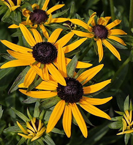 Rudbeckia fulgida 'Little Goldstar' – Winterhart, Mehrjährig, Pflegeleicht – Sonnenhut – Staude für Beet & Kübel