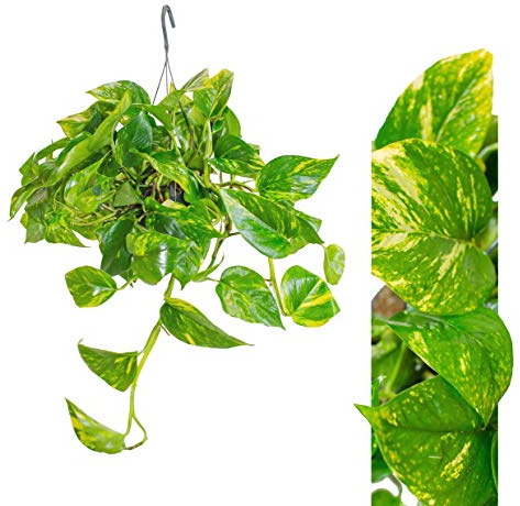 IFLO® Scindapsus Efeutute Ampel – pflegeleichte Hängepflanze luftreinigende Zimmerpflanze im Hängetopf (Ø 14 cm, Ranken ca. 40–60 cm) urban jungle für Büro & Zuhause, dekorativ & robust