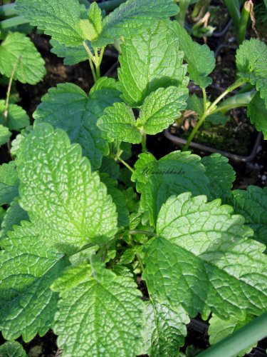 Staudenkulturen Wauschkuhn Melissa officinalis - Zitronenmelisse - Staude im 9cm Topf