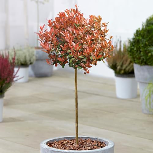 Photinia Chico Baies de Noël Arbres Ornementaux en Pot pour Petits Jardins