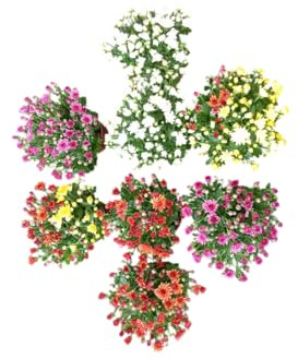 Kit de Crisantemos Naturales – 8 Plantas Vivas para Crear un Espacio Lleno de Vida