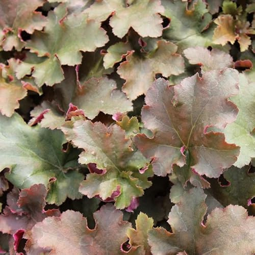 6x Heuchera 'Chocolate Ruffles' – Vaso 9x9 cm – pianta ornamentale foglia marrone scuro giardino