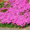 lamphle 300 Unids Garden Ground Cover Alfombra Flor Perenne Planta Decoración Rock Berro Semillas Flor Fruta Árbol Vegetal Semillas Rosado Semillas de Berro
