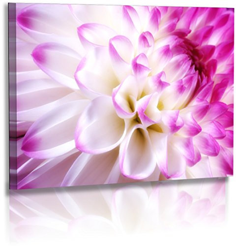 Premium - Leinwand - Dahlie - Naturbilder - Blumenfotos - Weiss - Lila - Wandbilder XXL - Blume - Bild - Abstrakte Bilder - Frühlingsblumen - Fotoleinwand - Leinwandbild (60 cm x 40 cm)