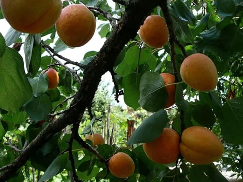Aprikose Prunus armeniaca Pflanze 90-100cm Marille Malete Barille Aprikosenbaum