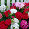 Geranien Stauden Super Kollektion (10 Pflanzen/Wurzeln) Winterharte mischung von 5 Sorten, große Mehrjährig Hybriden aus Holland, Ideal für Garten, Blumenbeete (kein Samen, nicht künstlich, zwiebeln)