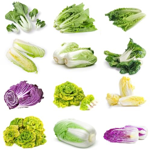 Semi di Pak Choi, acquistare di invernali Semi di cavolo cinese biologici, da giardino roccioso resistenti tappezzante 150pcs