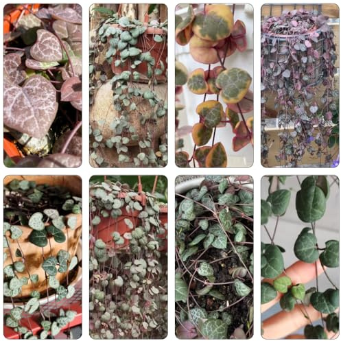 leuchterblume gartenkräuter topfpflanzen draußen winterhart winterharte kübelpflanzen balkon deko heilkräuter blumensaat balkongarten blumensamen kräuterpflanzen winterharte stauden 400samen