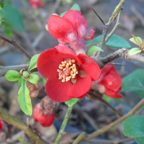 Japanese Quince 'Crimson & Gold'. 9cm Plant x 2. Deciduous 'Japanese Quince'. Available from Bedwen Plants