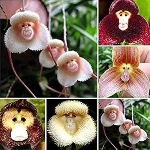 100 semi di orchidea con faccia di scimmia