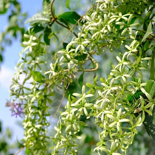 Purpurkranz - Petrea volubilis pflanzensamen exotisch rankpflanzen kräuterpflanzen kräutergarten büropflanzen kräutersamen wildblumen balkonblumen schnittblumen baumsamen wildkräuter 40samen