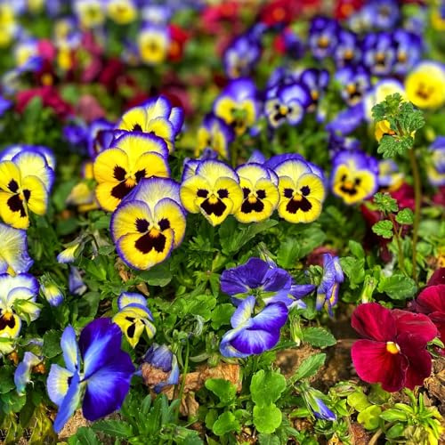 semi viola del pensiero - Viola tricolore - resistenti interni esotici giardino interni decorativi selvatici balcone 160pcs