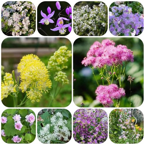 Thalictrum aquilegifolium - stauden mehrjährig steingartenpflanzen 450samen