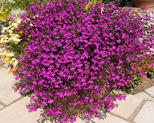 Lobelia Trailing Purple Star® Hanging Basket Plug Plants Pack x6