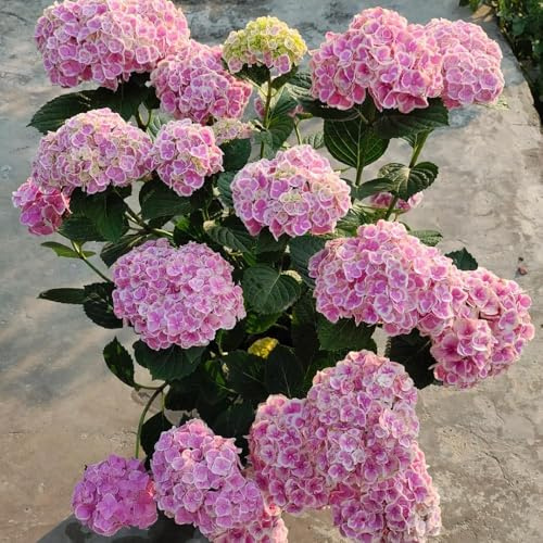 100 piezas semillas hortensias - semillas de jardín de resistentes jardín resistentes, jardin balcón