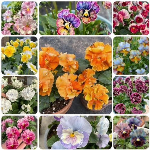 Semi di viola cornuta resistenti, decorazione del soggiorno Viola cornuta, rare comprare viole cornute di giardino, sono perenni 500pcs
