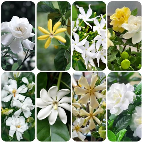 gardenias - trepadoras, de jardín de rocas ornamentales lugares soleados sombra, jardín semillas resistentes interior purificadoras 20semillas