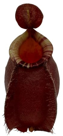 Nepenthes Ventricosa X Ampullaria ‘Black Miracle’ Hybrid Carnivorous Pitcher Plant in 2 Pot