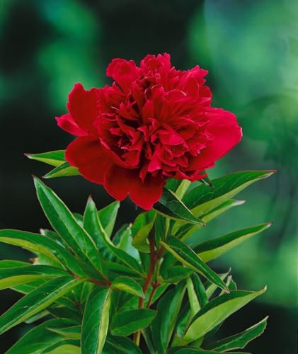 Paeonia lactiflora 'Louis van Houtte' 11x11 cm Topf – Winterhart, Mehrjährig, Pflegeleicht – Pfingstrose – Blütenstaude für Beet & Rabatte