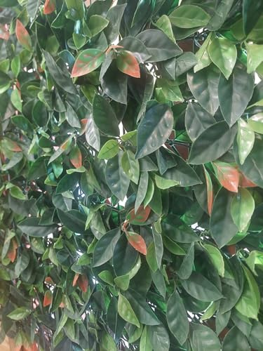 Papillon Siepe Artificiale PHOTINIA 100x100cm Effetto Realistico