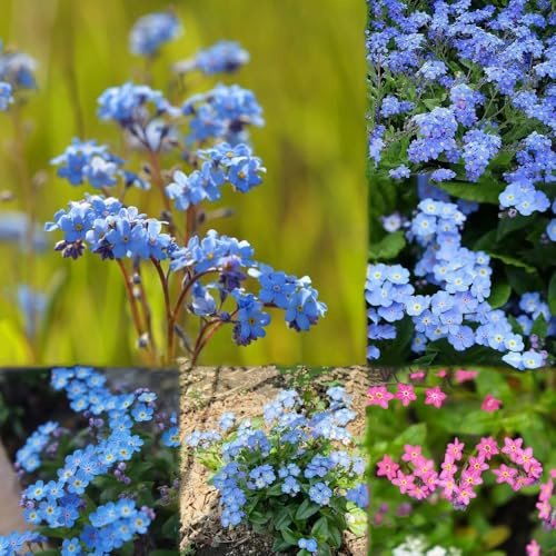 vergissmeinnicht stauden winterhart mehrjährig gartenpflanzen pflanzensamen blumensaat deko blumensamen balkonpflanzen winterhart balkonblumen garten 300samen