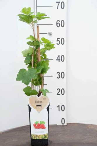 Pianta di Ribes Rosso Viva in Vaso, 30 cm, 1 Unità, Verde e Bianco, per Esterno