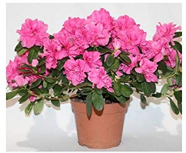 Azalea (maceta 12 cm ø) (Rosado)