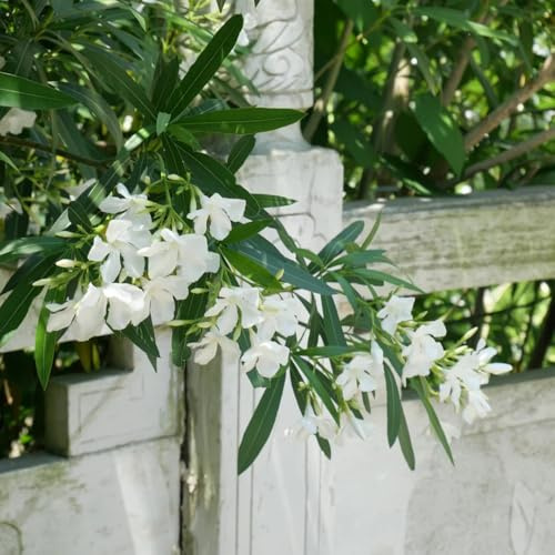 oleandro - semi di perenni semi selvatici, autunno selvatici giardino del balcone arbusti resistenti giardino 15pcs