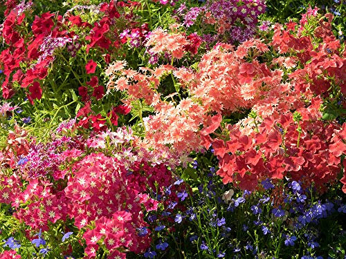 Phlox drummondii Mixed Colours 50 Seeds - annual blooming whole summer