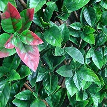 Orchard Artificial Red & Green Leaf Trellis | 2m x 1m Expandable Privacy Screening Hedge for Gardens, Balcony, and Terraces | Realistic and UV-Stabilized Decorative Fencing Panel